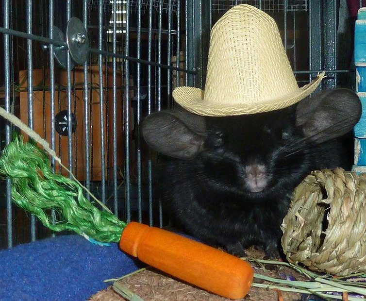 carrottibbs.jpg (135130 bytes)